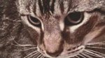 Through A Cat's Eye (image for) Through A Cat's Eye